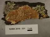 Sarcodontia setosa image