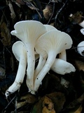Hygrophorus eburneus image
