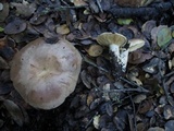 Lactarius argillaceifolius var. megacarpus image