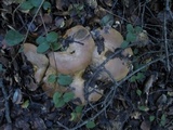Lactarius argillaceifolius image