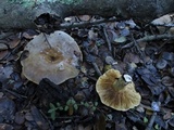 Lactarius argillaceifolius image