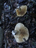 Lactarius argillaceifolius image