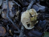 Lactarius argillaceifolius image