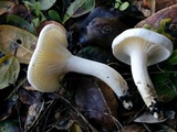 Hygrophorus eburneus image