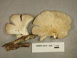 Pleurotus pulmonarius image