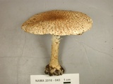 Echinoderma asperum image