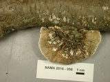 Daedaleopsis septentrionalis image