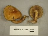 Agrocybe firma image