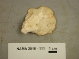 Laetiporus cincinnatus image