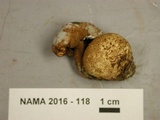 Pseudoboletus parasiticus image