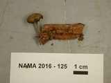 Callistosporium purpureomarginatum image