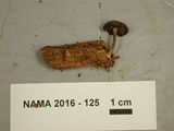 Callistosporium purpureomarginatum image