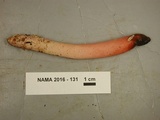 Mutinus elegans image