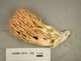 Ramaria formosa image