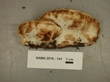 Postia fragilis image