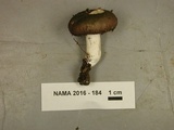 Russula subpunctata image