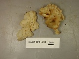Ductifera pululahuana image