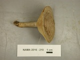 Lactarius pyrogalus image