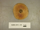 Lactarius pyrogalus image