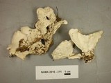Loweomyces fractipes image