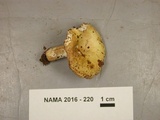 Russula xerampelina image