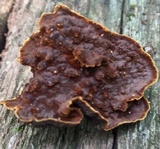 Hydnoporia tabacina image