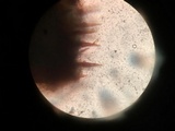 Hydnoporia tabacina image