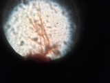 Hydnoporia tabacina image