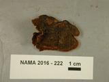 Hydnoporia tabacina image