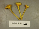 Hygrocybe nitida image
