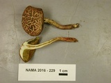 Boletus chrysenteron image