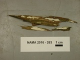 Dendrothele nivosa image