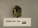 Cladonia pleurota image