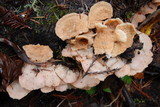 Merulius tremellosus image