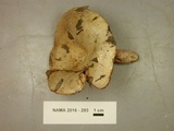 Lactarius subpalustris image