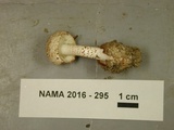 Amanita peckiana image