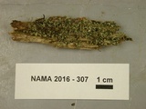 Cladonia coniocraea image