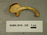 Cantharellus septentrionalis image