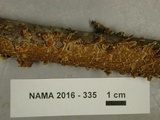 Pseudochaete tabacina image