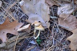 Inocybe grammata image