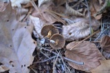 Inocybe grammata image