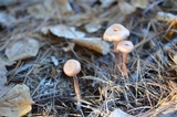 Laccaria ochropurpurea image