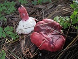 Russula sanguinaria image