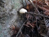 Gymnopus brassicolens var. brassicolens image