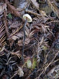 Gymnopus brassicolens var. brassicolens image