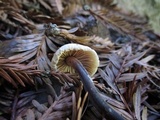 Gymnopus brassicolens var. brassicolens image