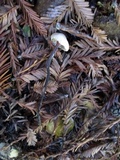 Gymnopus brassicolens var. brassicolens image