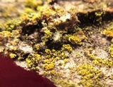 Candelaria concolor image
