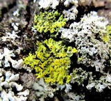Candelaria concolor image