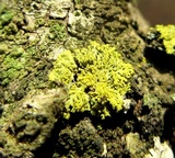 Candelaria concolor image